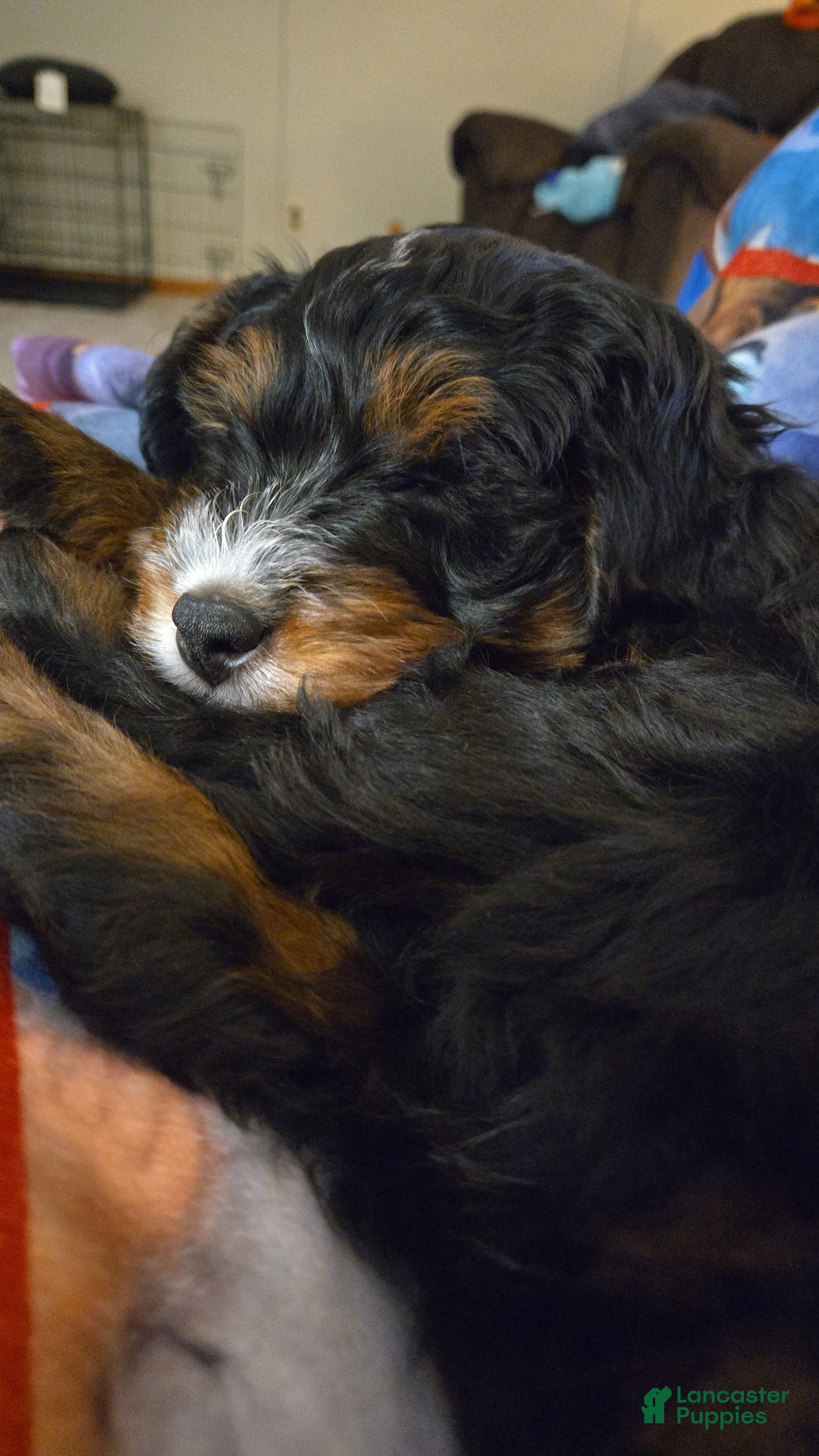 Mini Bernedoodle dogs for sale: Gabe - Ad 3