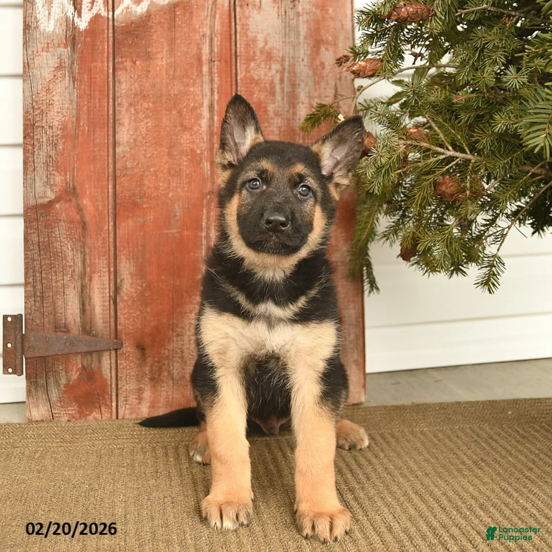 German Shepherd dogs for sale: Boone  - Ad 3