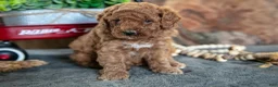 Miniature Poodle dogs for sale: Oliver - Ad 2