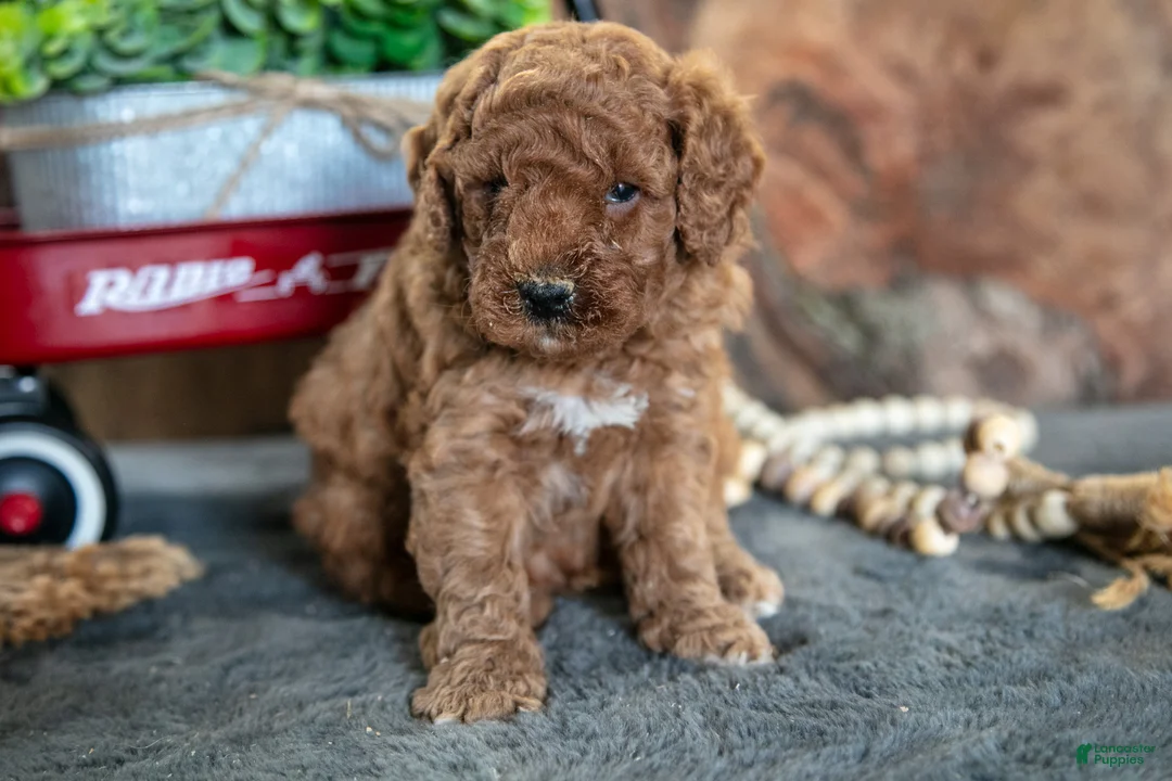 Miniature Poodle dogs for sale: Oliver - Ad 2