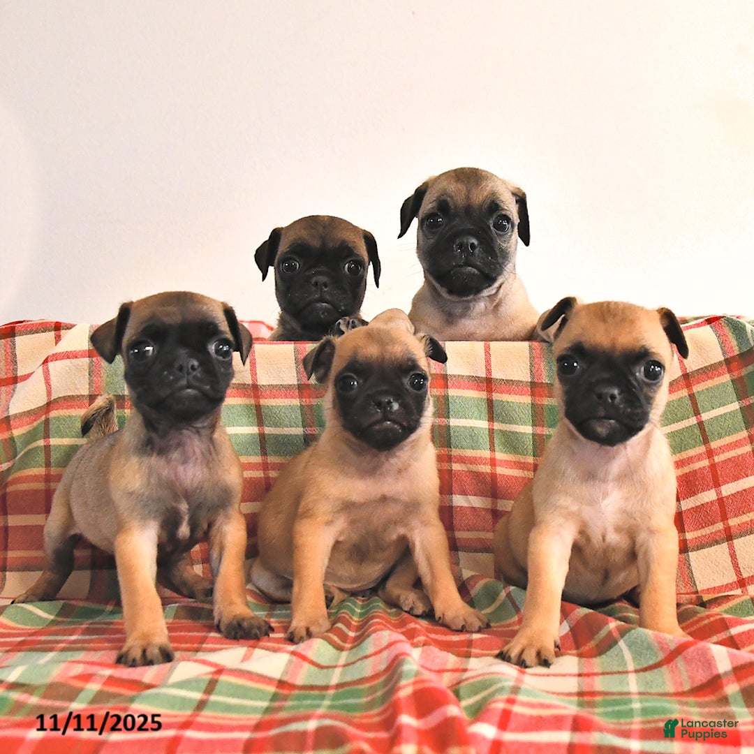 Jug dogs for sale: Marshal - Ad 5