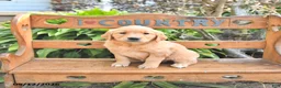 Golden Retriever dogs for sale: Brinlee - Ad 3