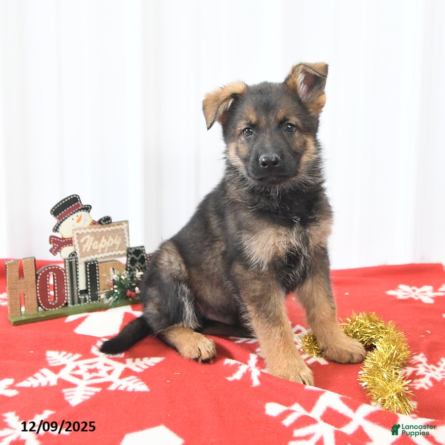 German Shepherd dogs Lando - Ad 22