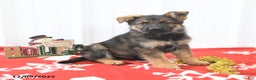 German Shepherd dogs for sale: Lando - Ad 1
