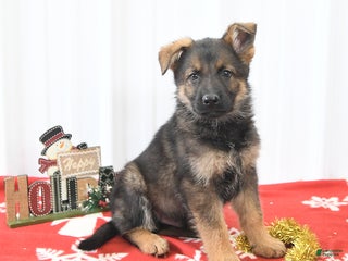 German Shepherd dogs Lando - Ad 22