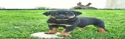 Rottweiler dogs for sale: Bandit  - Ad 3