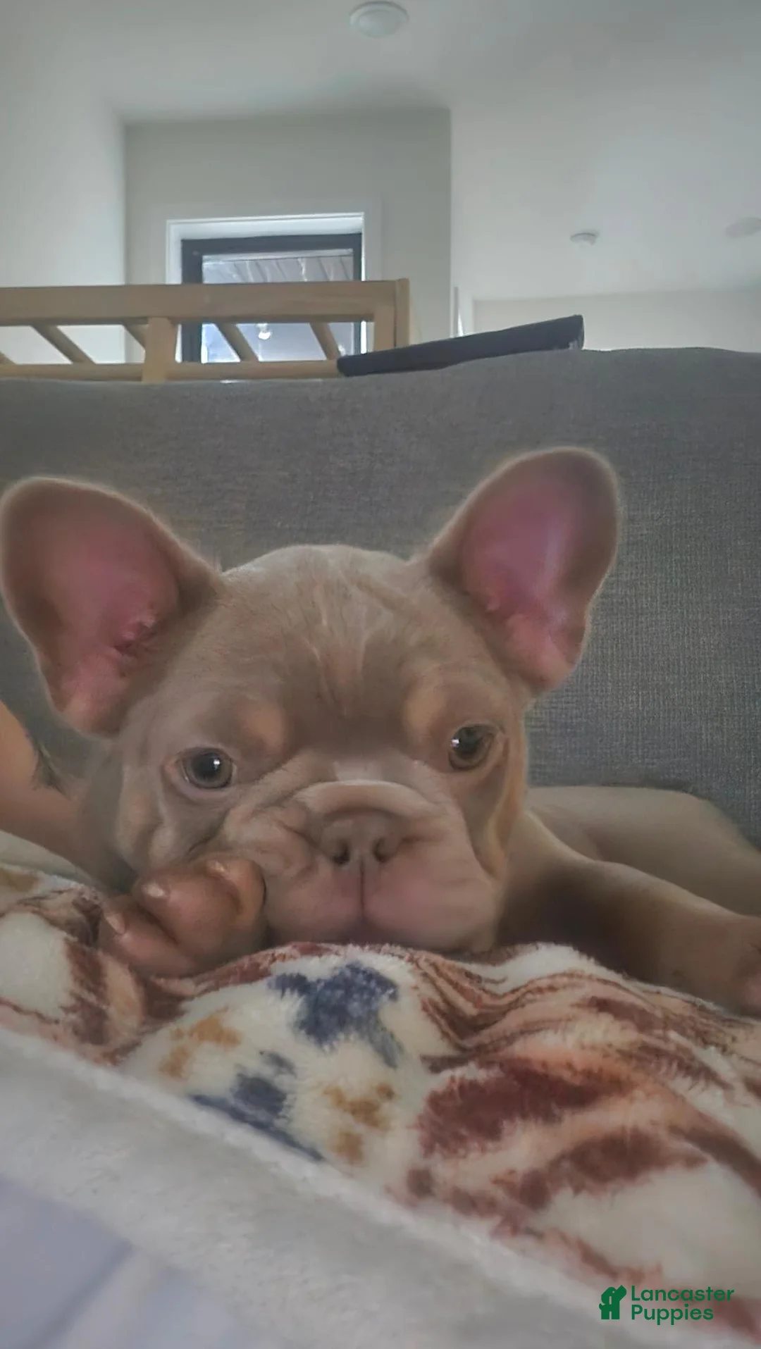 French Bulldog dogs for sale: French Bulldog 1 - Ad 2