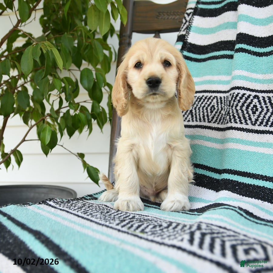 Cocker Spaniel dogs Dexter  - Ad 2