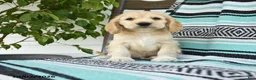 Cocker Spaniel dogs for sale: Dexter  - Ad 2