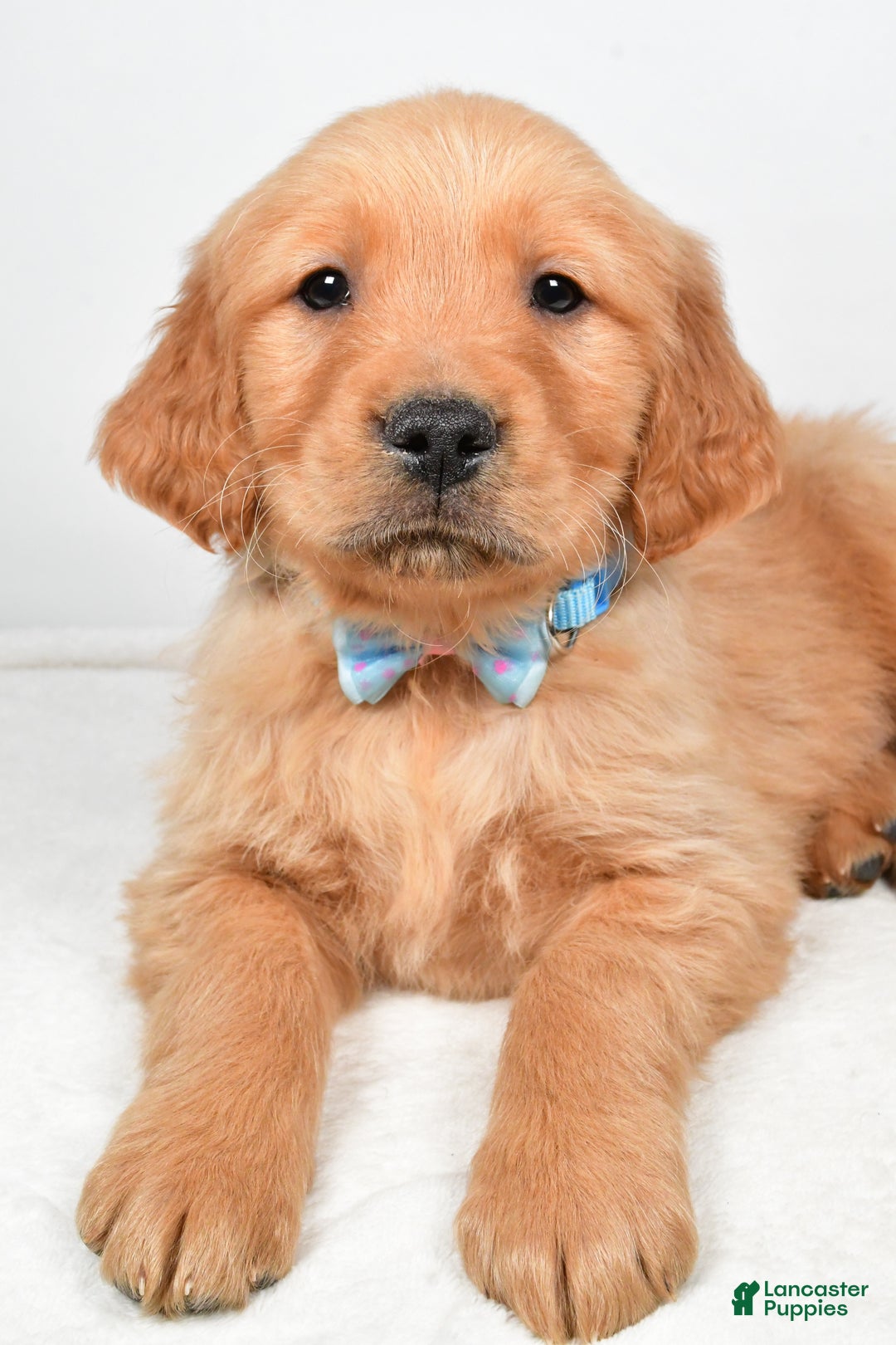 Golden Retriever dogs for sale: Kevin - Ad 4