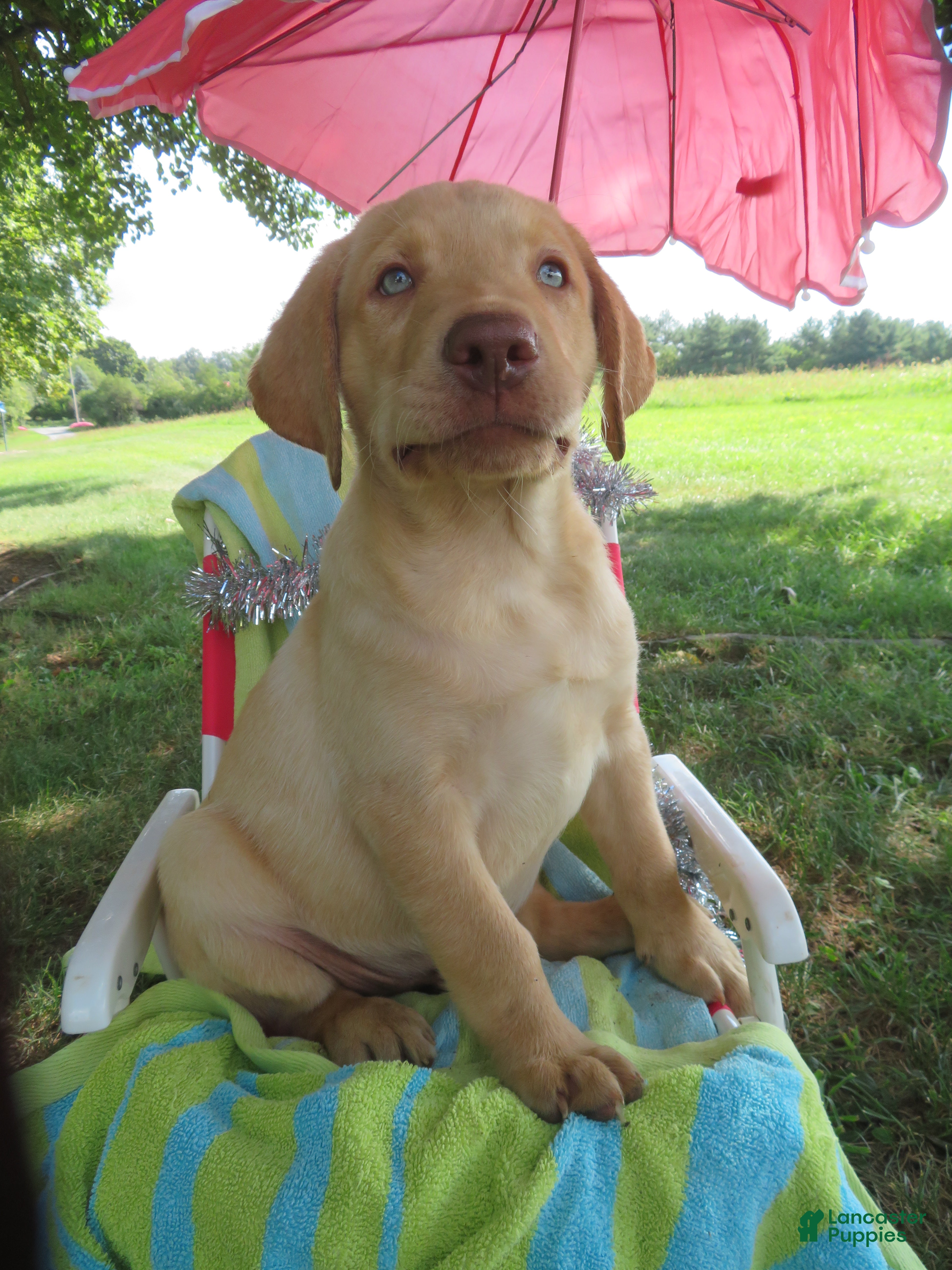 Yellow Lab Dudley Mastiff Chocolate Yellow Lab Black Nose 19+