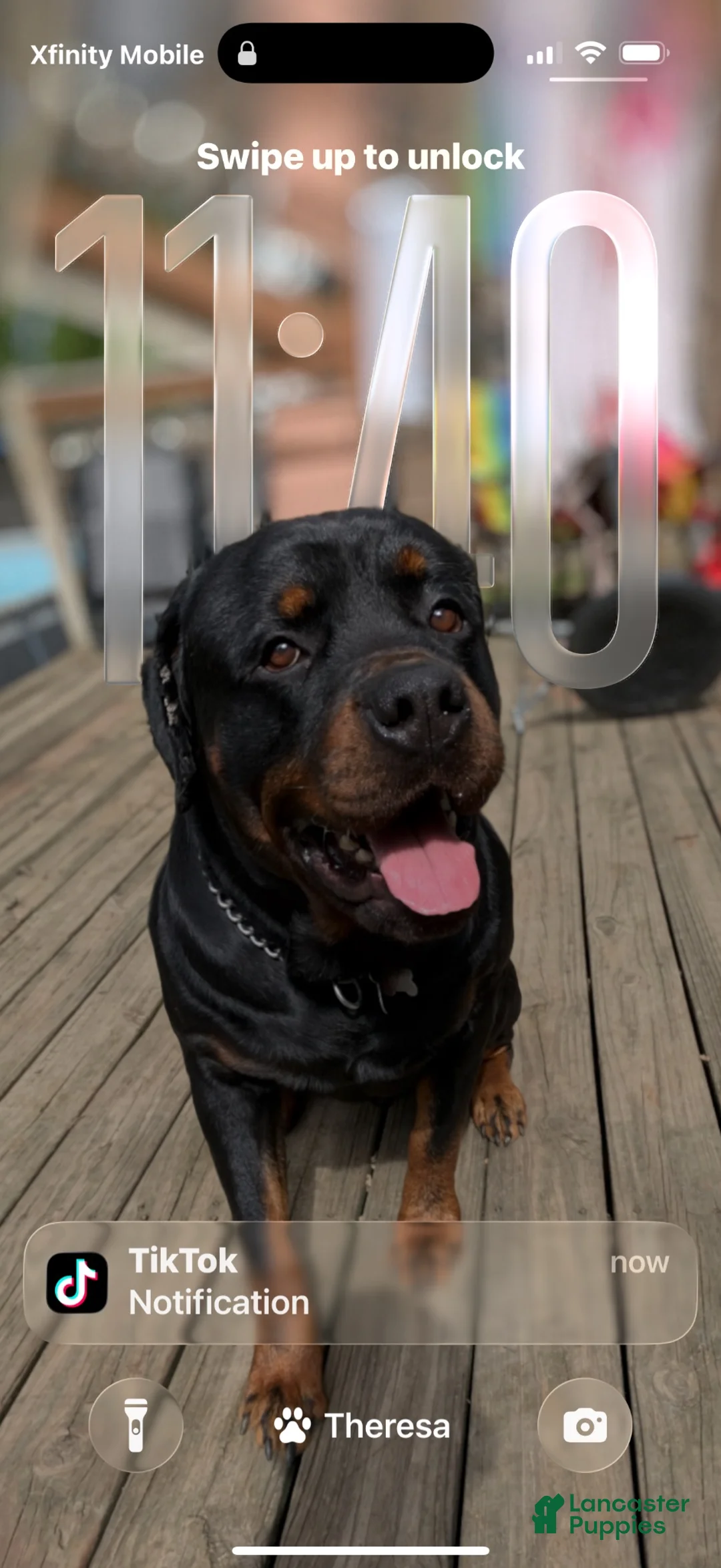 Rottweiler dogs for sale: Rottweiler 1 - Ad 9