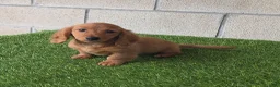 Miniature Dachshund dogs for sale: Sally - Ad 5