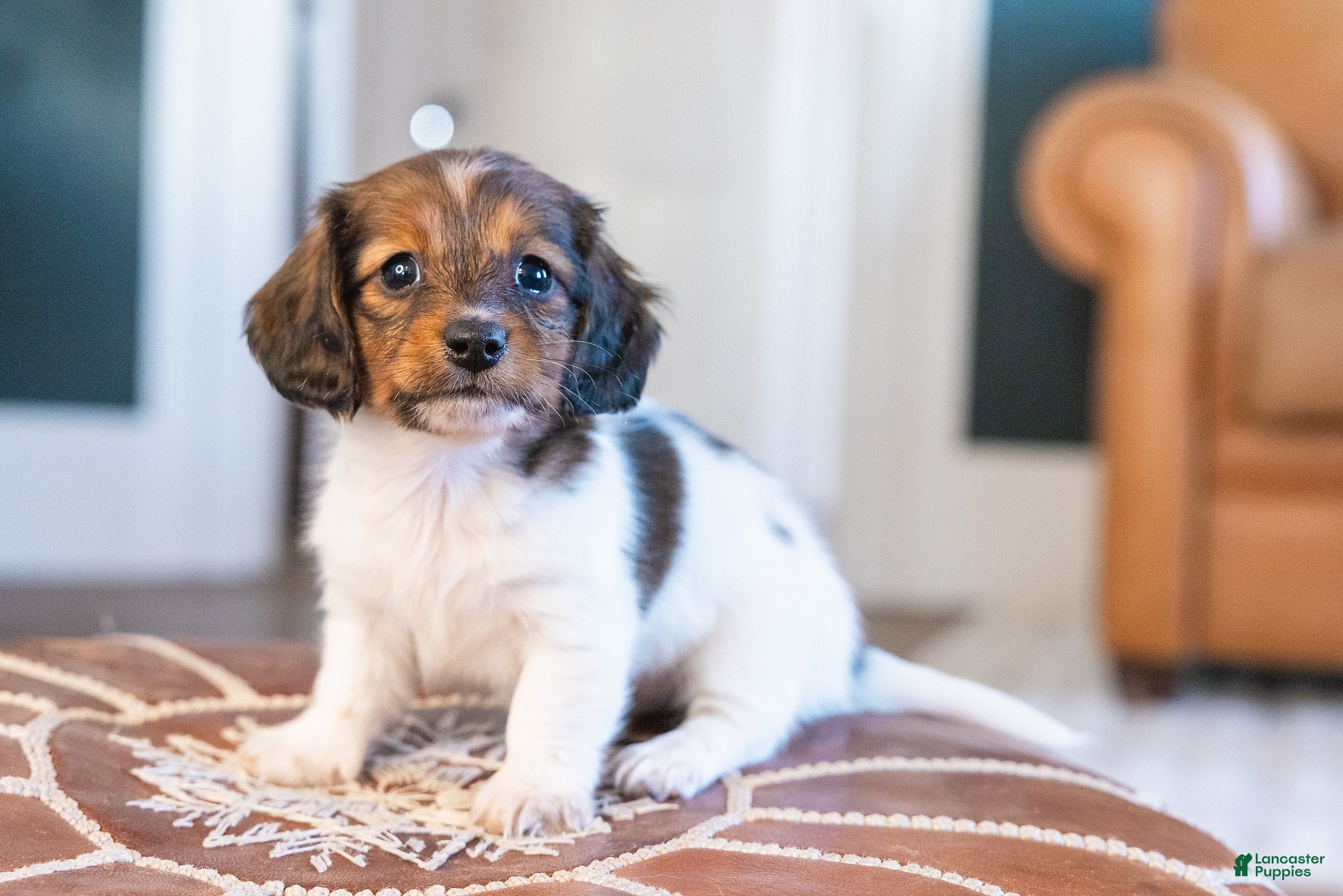 Miniature Dachshund dogs Schnitzelina von Dramapaws - Ad 2