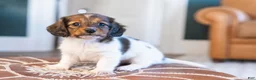 Miniature Dachshund dogs for sale: Schnitzelina von Dramapaws - Ad 3