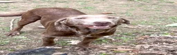 Labrador Retriever dogs for sale: Raine - Ad 6