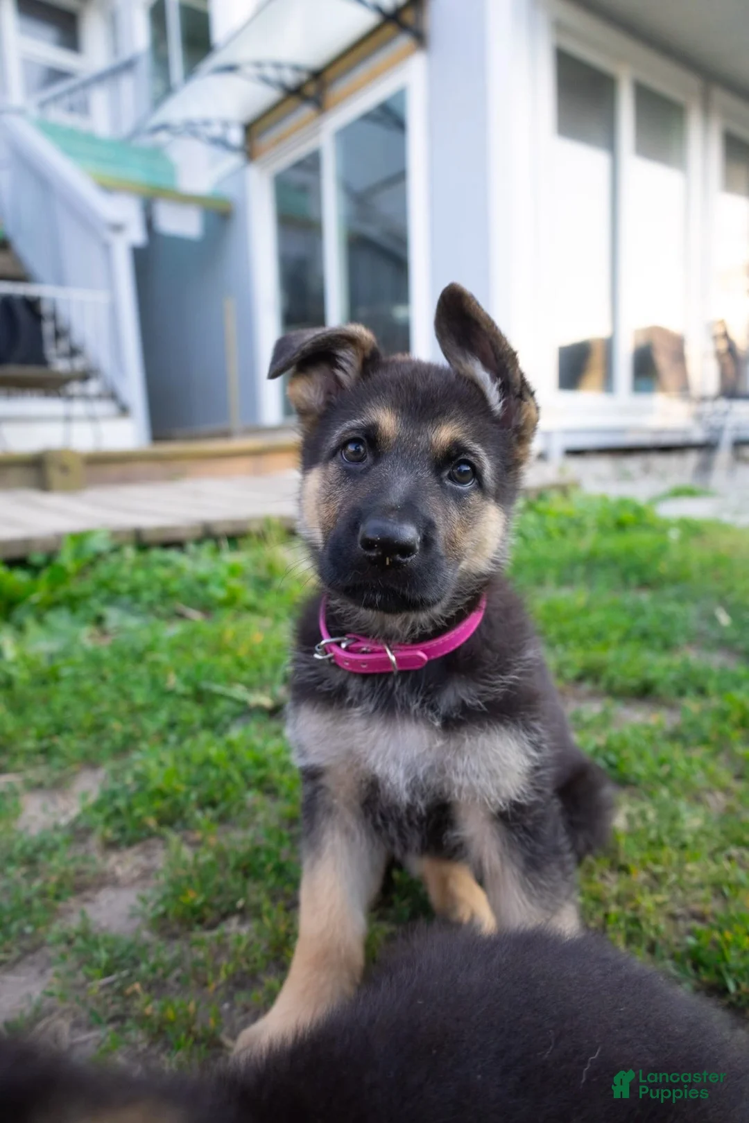 German Shepherd dogs for sale: Princess - Ad 1