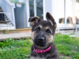 German Shepherd dogs for sale: Princess - Ad 2