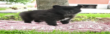 Gideon
