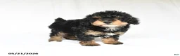 Toy Poodle dogs for sale: Kit - Ad 3