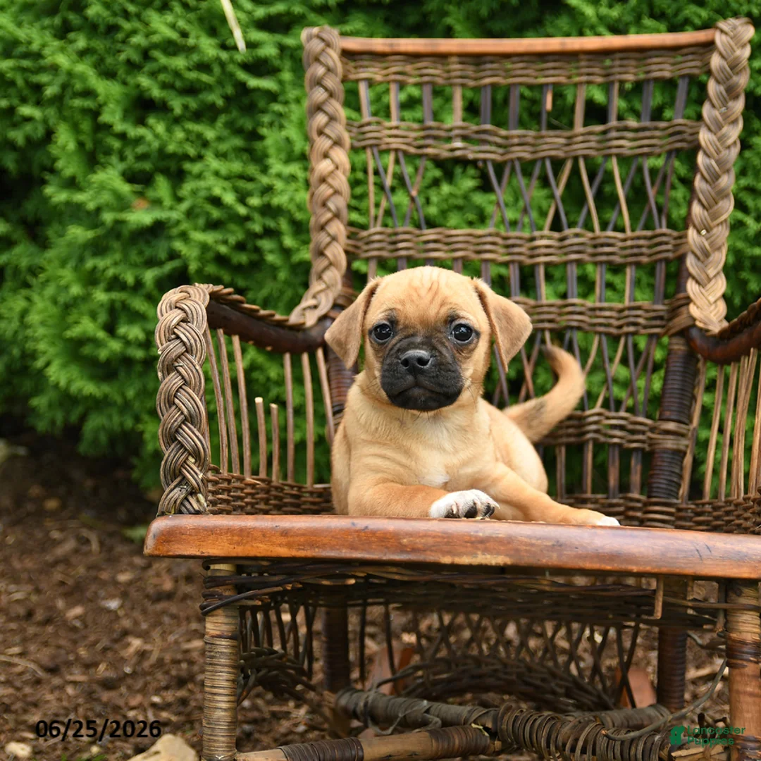 Jug dogs for sale: Kona - Ad 3