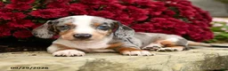 Dachshund dogs for sale: Demmy - Ad 1