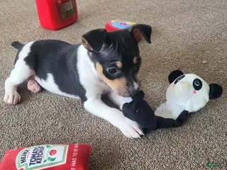 Rat Terrier dogs Karu *Updated photos* - Ad 13