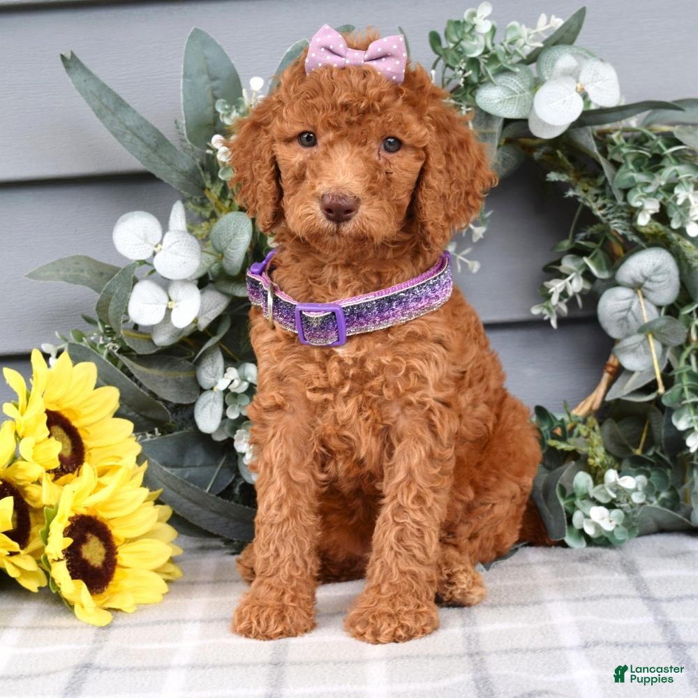 Standard Poodle dogs Rosie - Ad 1