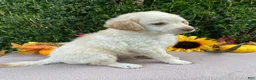 Miniature Labradoodle dogs for sale: Kenny - Ad 2