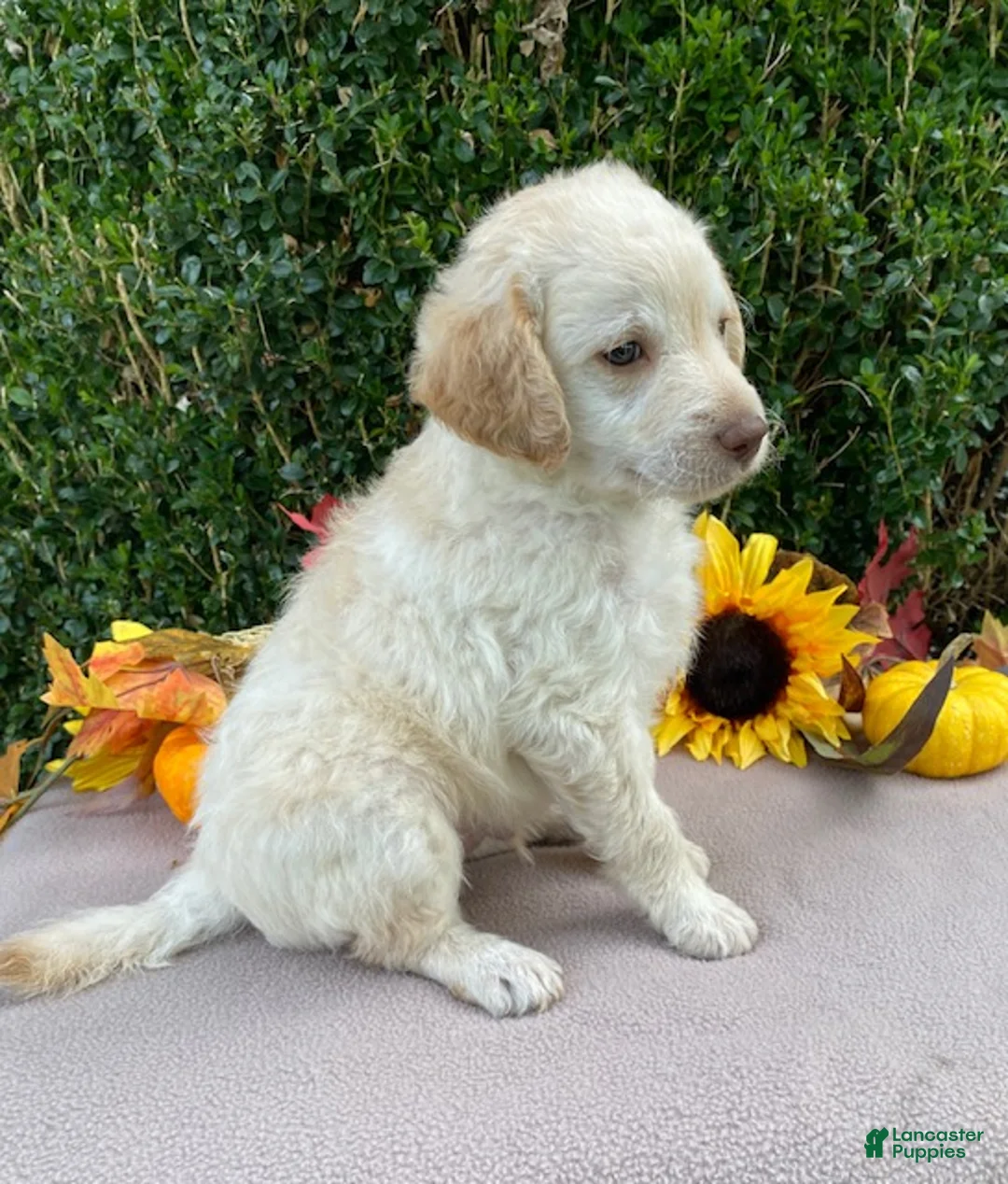 Miniature Labradoodle dogs for sale: Kenny - Ad 2