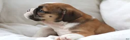 English Bulldog dogs for sale: Janita - Ad 3