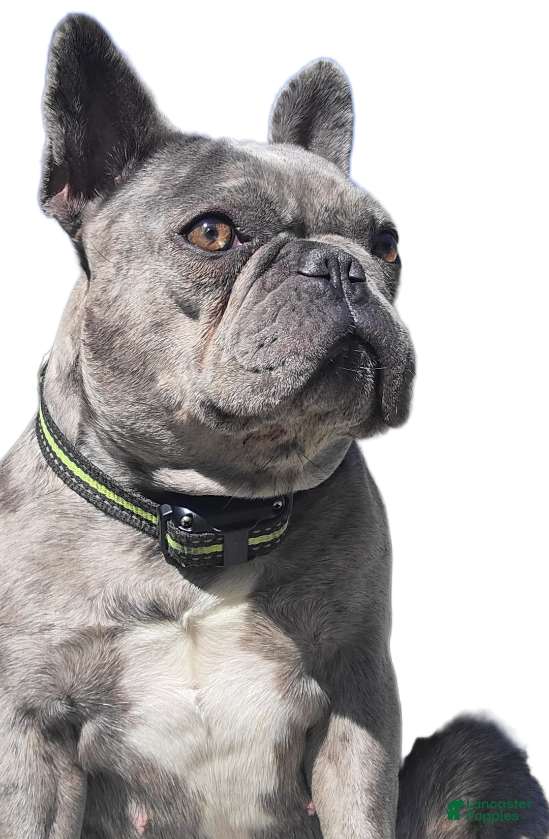 French Bulldog dogs for sale: Daisy - Ad 5