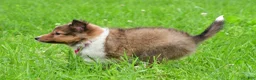 Shetland Sheepdog dogs for sale: Kaleen - Ad 5