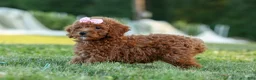 Miniature Poodle dogs for sale:  Dixie 🎀🐶 - Ad 8