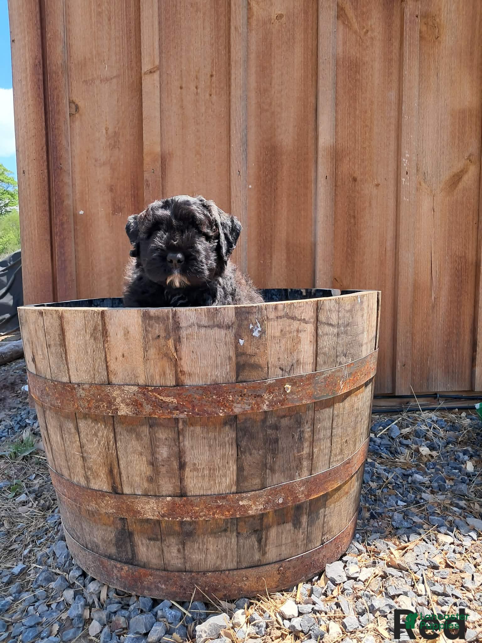 Bouvier Des Flandres dogs Bouvier Des Flandres Puppy 3 - Ad 3
