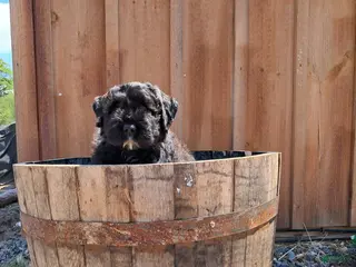 Bouvier Des Flandres dogs Bouvier Des Flandres Puppy 3 - Ad 4