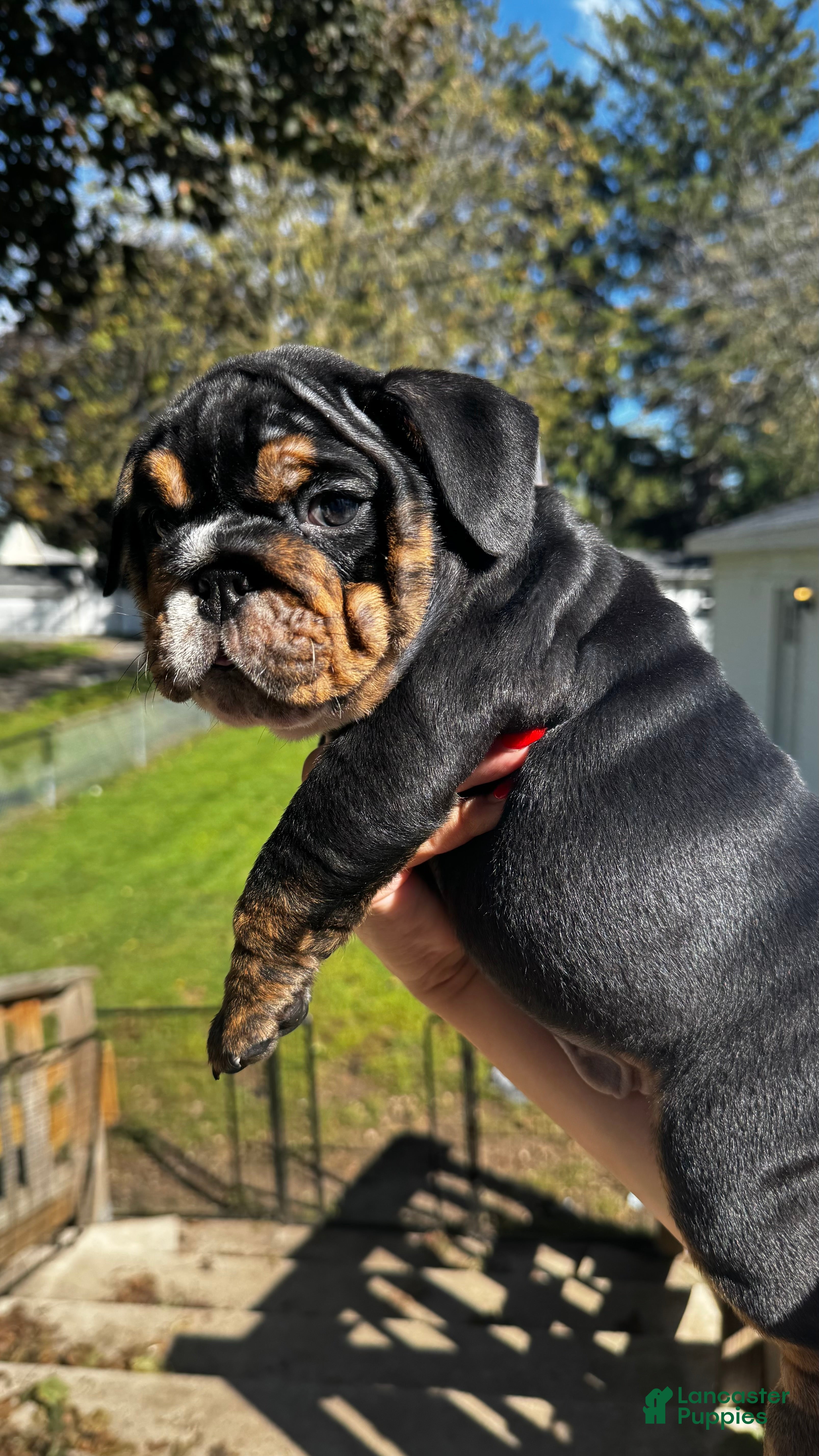 English Bulldog dogs Wanda - Ad 19