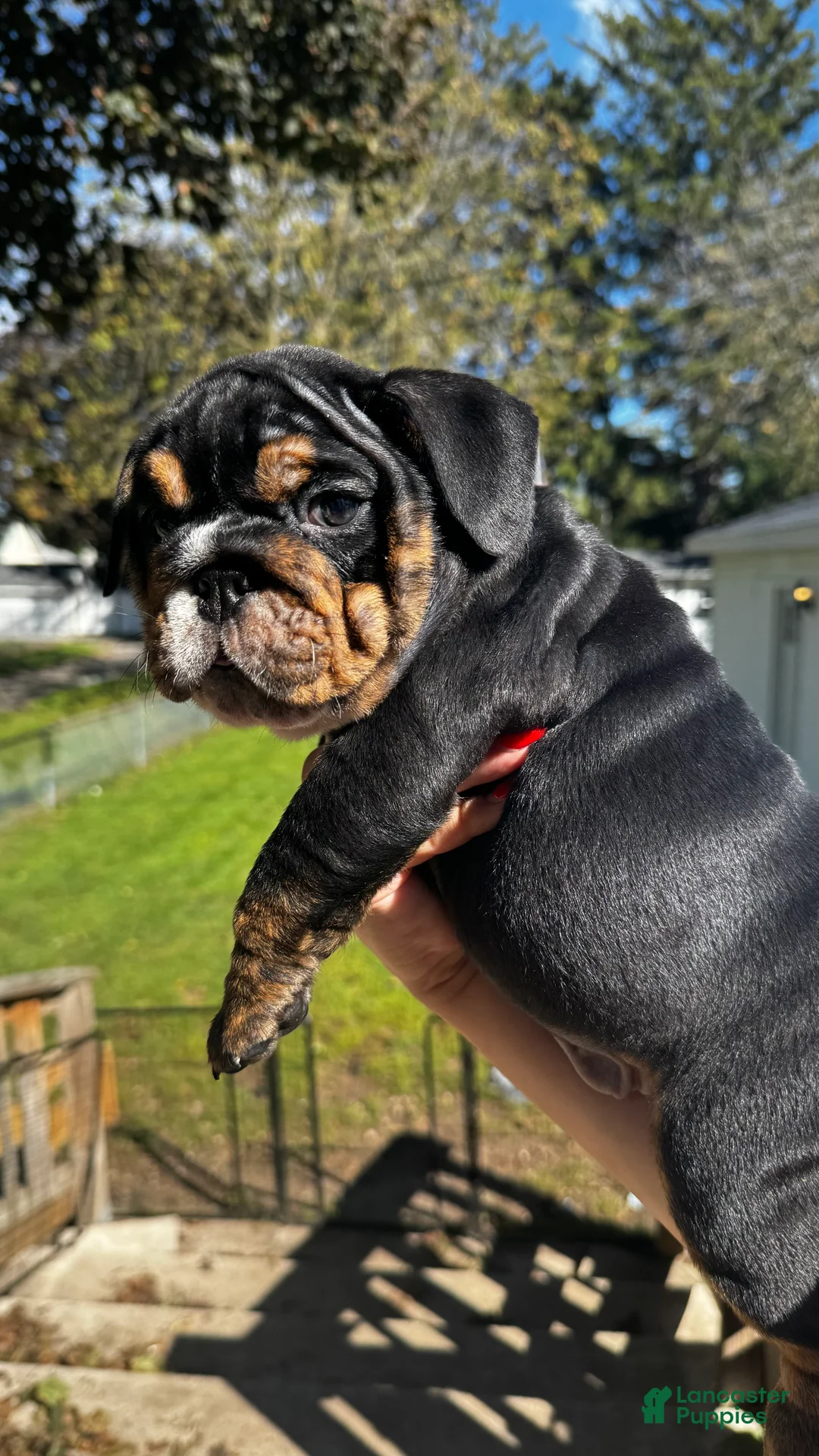 English Bulldog dogs for sale: Wanda - Ad 1