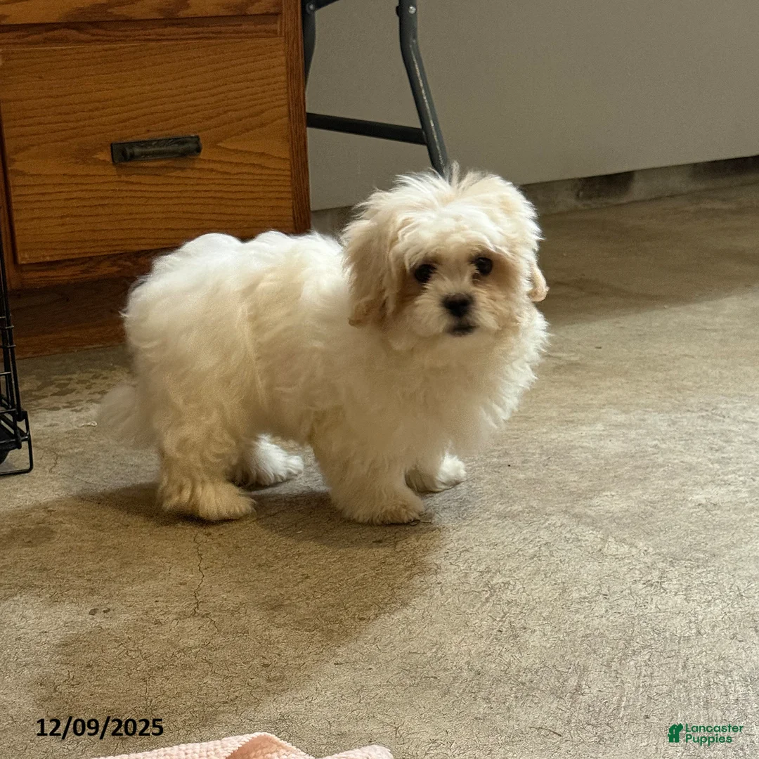 Teddy Bear dogs for sale: Candy - Ad 3