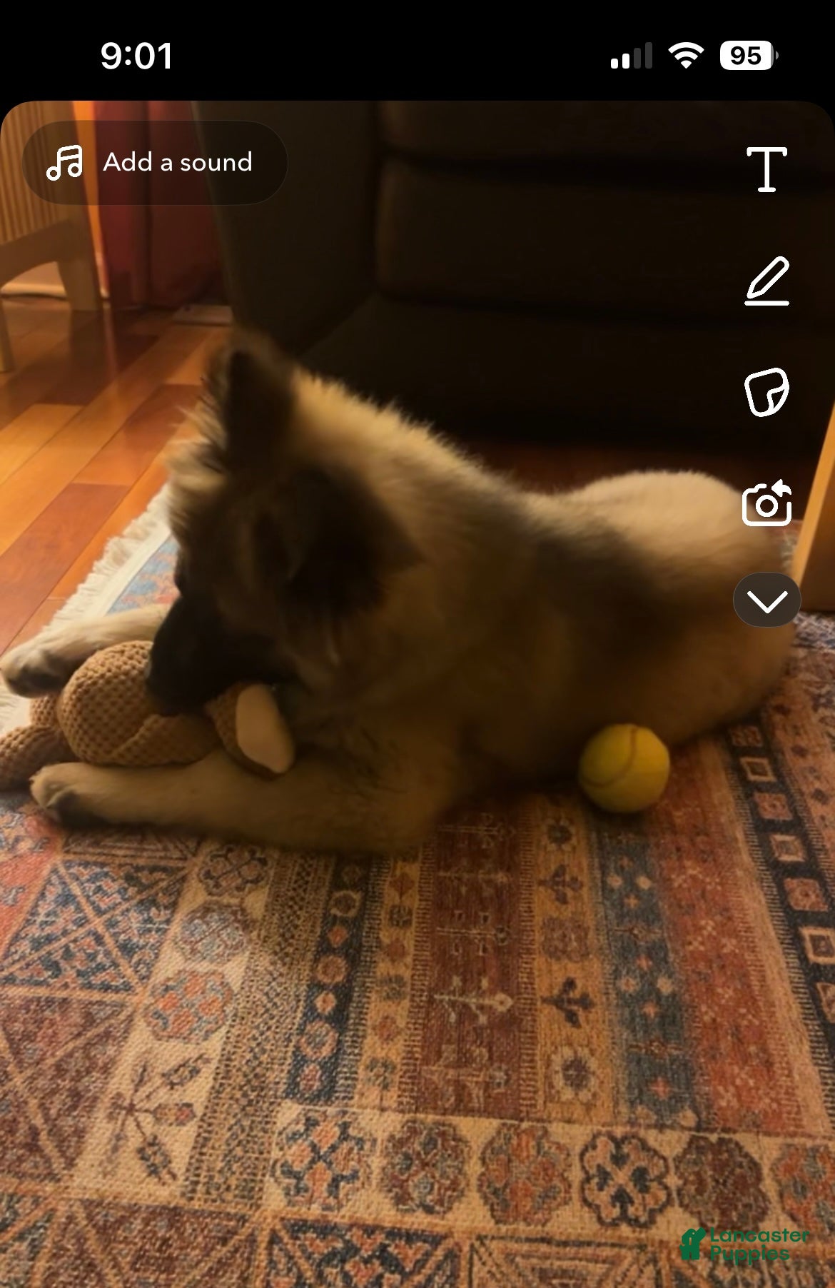 Gerberian Shepsky dogs Gerberian Shepsky Puppy 1 - Ad 8