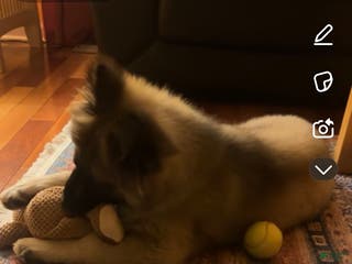 Gerberian Shepsky dogs Gerberian Shepsky Puppy 1 - Ad 8