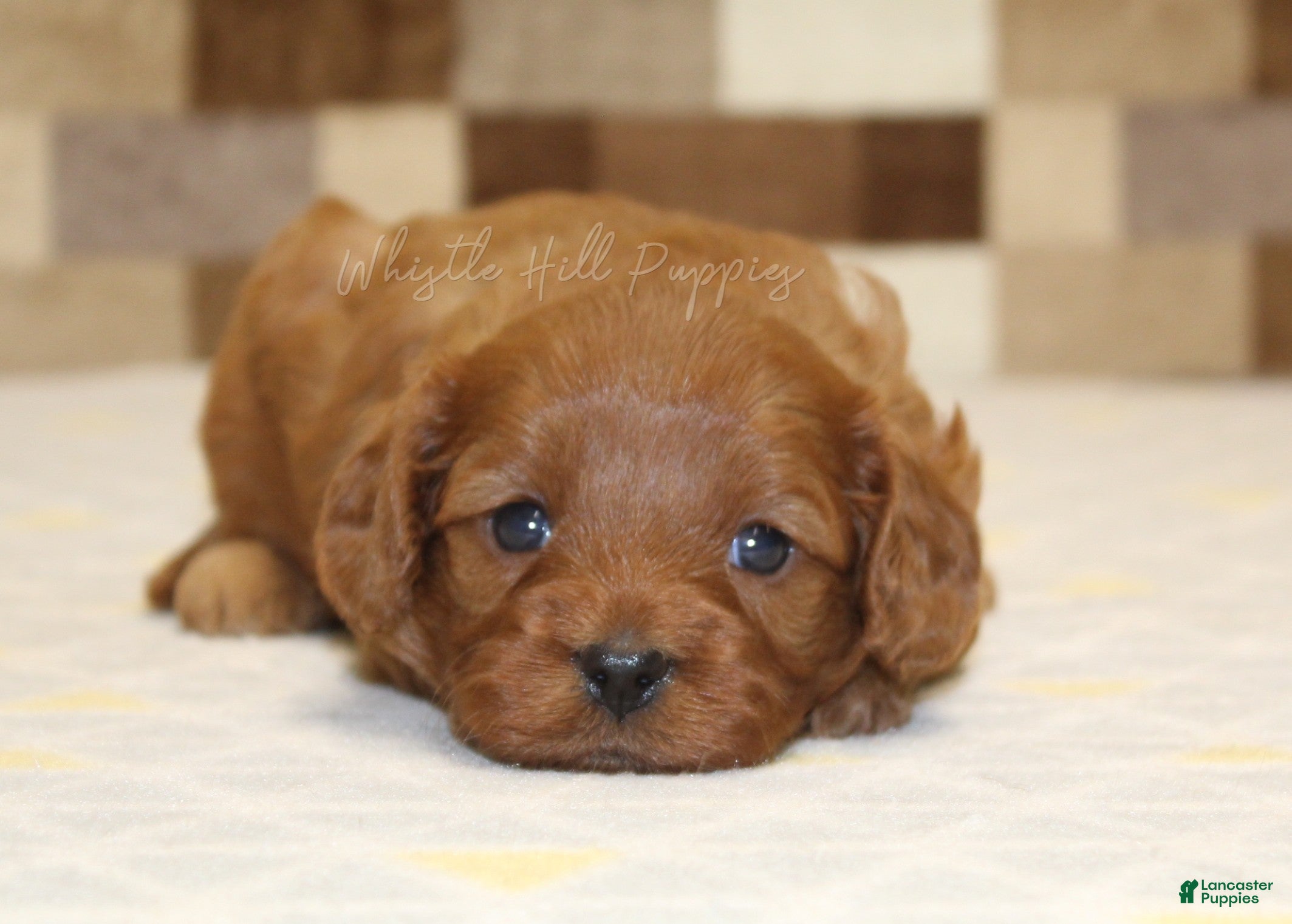 Cavapoo dogs Dolly - Ad 2