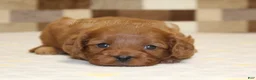 Cavapoo dogs for sale: Dolly - Ad 2