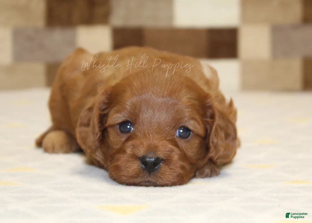 Cavapoo dogs for sale: Dolly - Ad 2