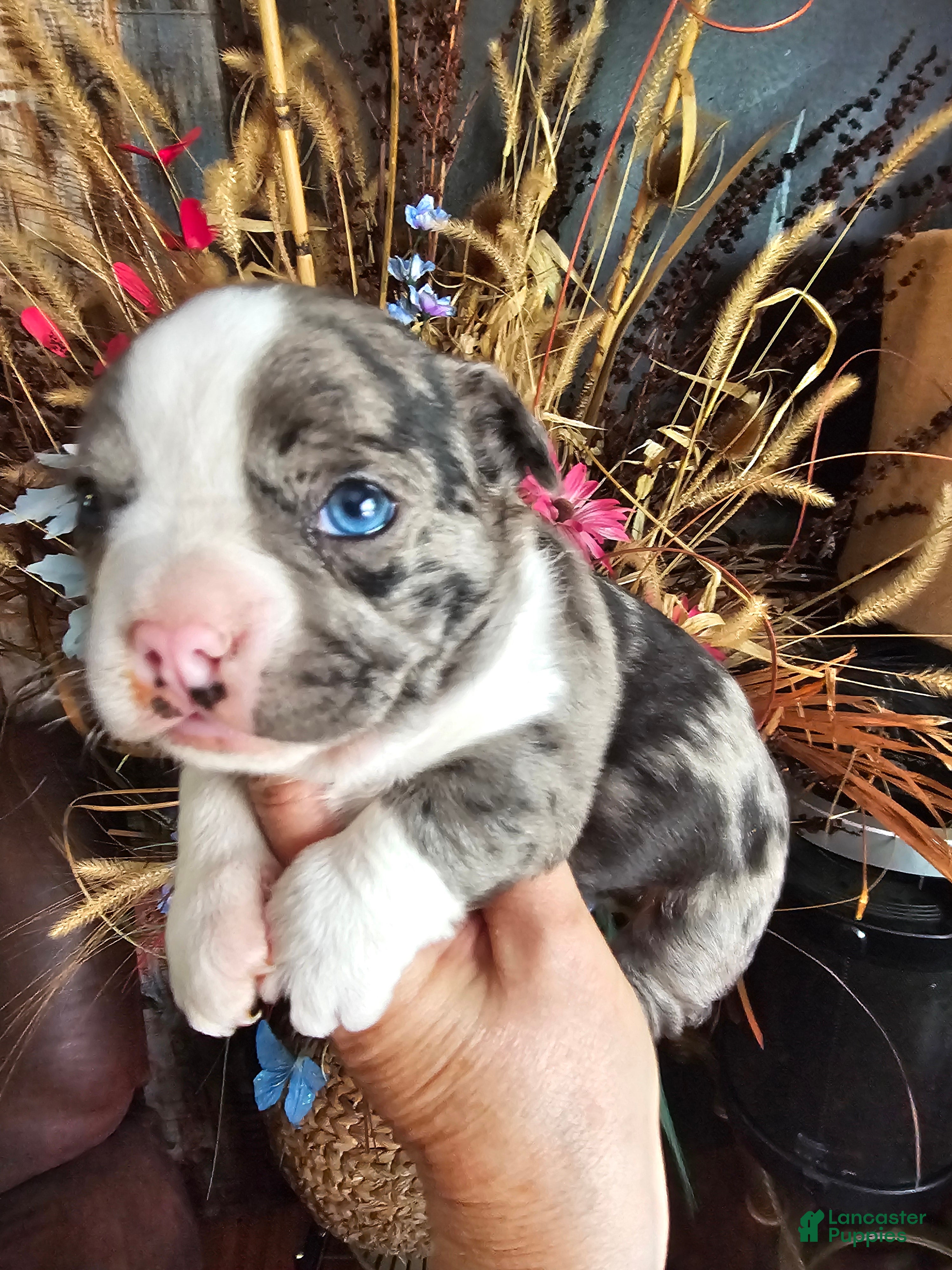 Frenchton dogs Rambo Frenchton Puppy 1 - Ad 30