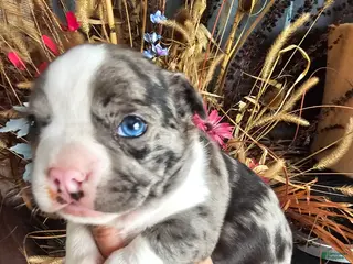 Frenchton dogs Rambo Frenchton Puppy 1 - Ad 30