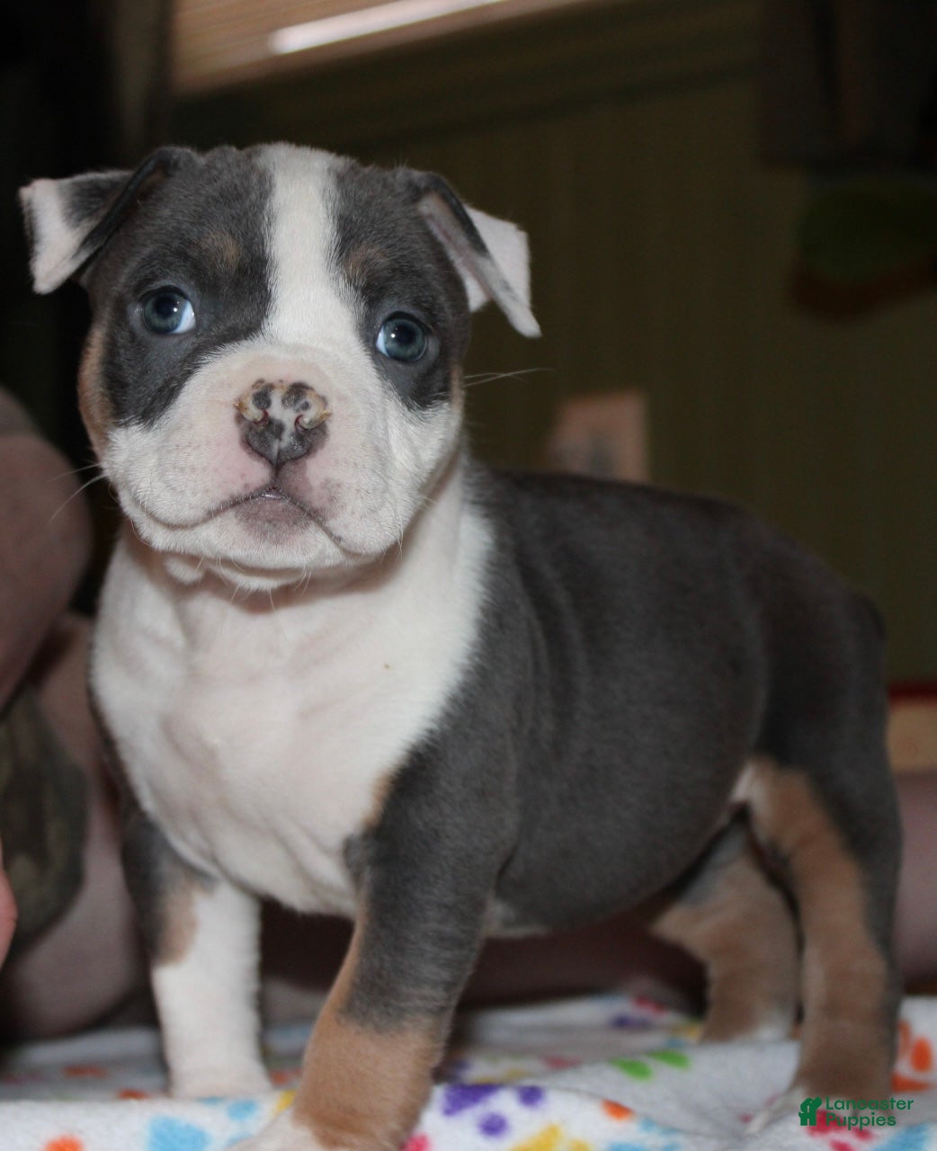 American Bully dogs Lynx  - Ad 1