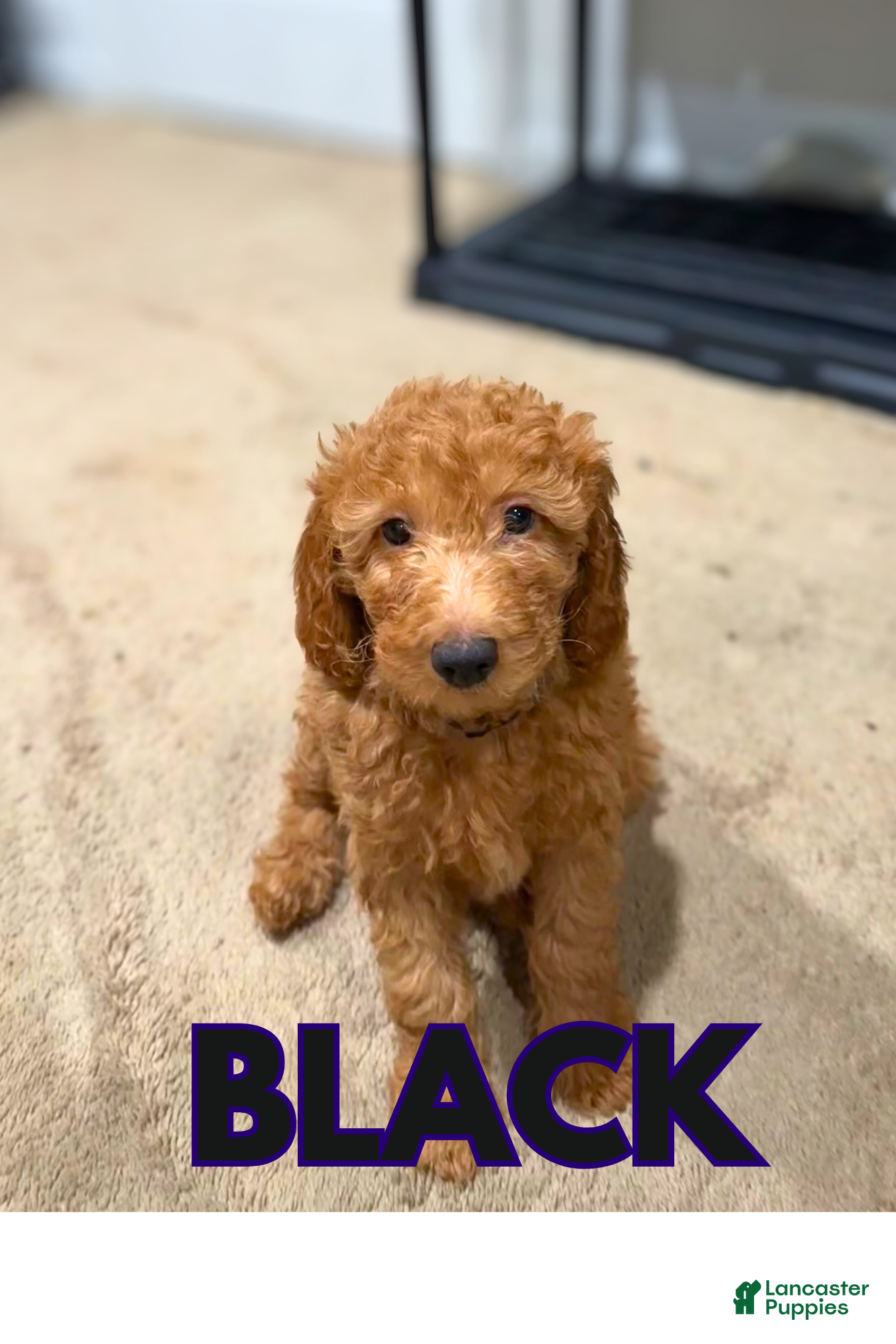 Goldendoodle dogs Black Collar - Ad 4