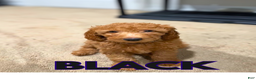 Goldendoodle dogs for sale: Black Collar - Ad 1