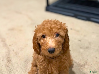 Goldendoodle dogs Black Collar - Ad 4